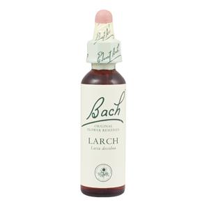 Larch